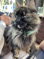Reunited Female Cat last seen Near S 945 E, Millcreek UT 84106, Millcreek, UT 84106