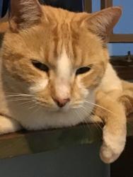Lost Male Cat last seen Hogan and Santa Fe, Conway, AR 72034