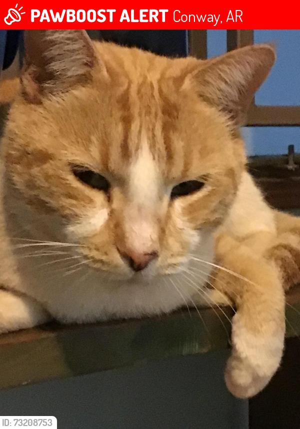 Lost Male Cat last seen Hogan and Santa Fe, Conway, AR 72034