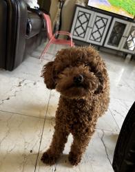 Reunited Male Dog last seen Morris St and Campton Dr, Oxnard, CA 93030