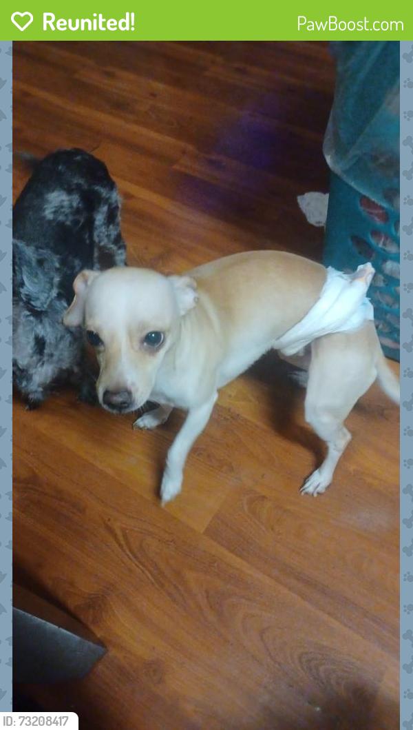 Reunited Male Dog last seen Rainbow and Lakemead, Las Vegas, NV 89108