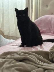 Reunited Female Cat last seen Near carico way and surrounding areas, Elk Grove, CA 95757