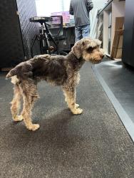 Found/Stray Unknown Dog last seen Seneca and amethyst, Victorville, CA 92394