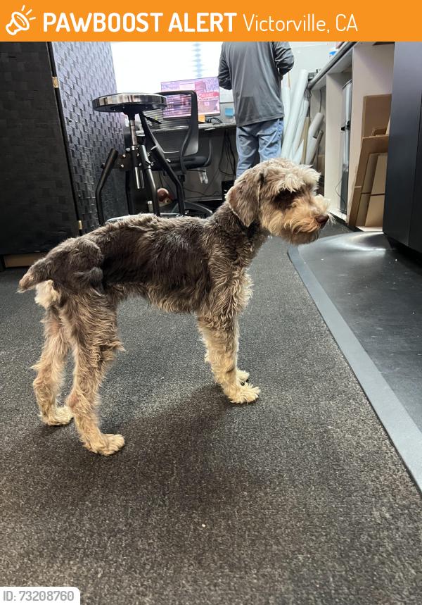 Found/Stray Unknown Dog last seen Seneca and amethyst, Victorville, CA 92394