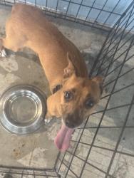 Found/Stray Female Dog last seen Near and nw 145, Miami, FL 33168