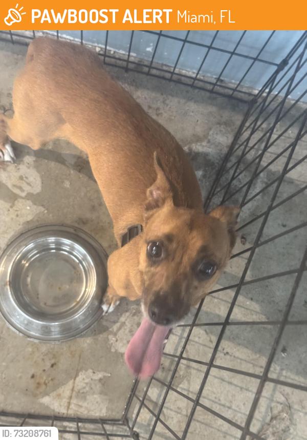 Found/Stray Female Dog last seen Near and nw 145, Miami, FL 33168