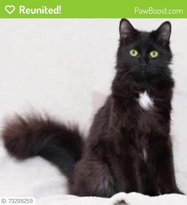 Reunited Female Cat last seen Anza Street near Mercy St. Mountain View, CA, Mountain View, CA 94041