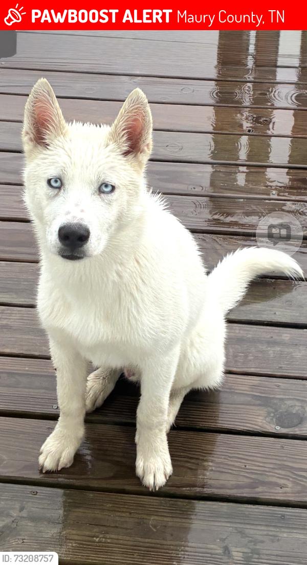 Lost Male Dog last seen Bigsbyville Methodist Church, Maury County, TN 38401