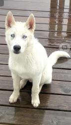 Lost Male Dog last seen Bigsbyville Methodist Church, Maury County, TN 38401