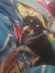 Reunited Male Dog last seen Jolie Dr and Thompson Rd, Fort Worth, TX 76137