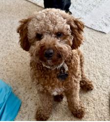 Lost Female Dog last seen Glade Road, Woodland Hills in Colleyville, TX, Colleyville, TX 76034
