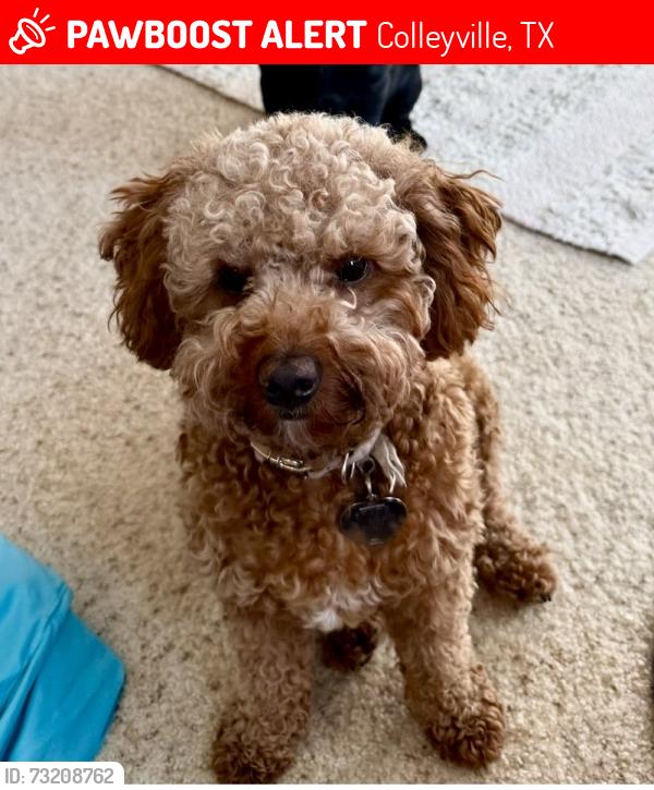 Lost Female Dog last seen Glade Road, Woodland Hills in Colleyville, TX, Colleyville, TX 76034