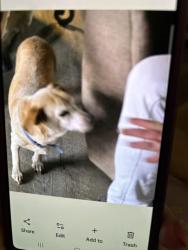 Reunited Male Dog last seen Pine bluff and ferguson, Dallas, TX 75228