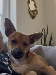 Reunited Male Dog last seen Near 17th Street, Oakland, CA 94607