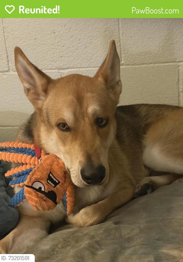 Reunited Male Dog last seen Topanga Canyon and 101 freeway, Los Angeles, CA 91367