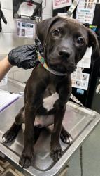 Shelter Stray Female Dog last seen Martinsburg, VA 25404, Moler Ave, Other WV, WV, 4500 West Ox Rd, Fairfax, VA 22030, USA
