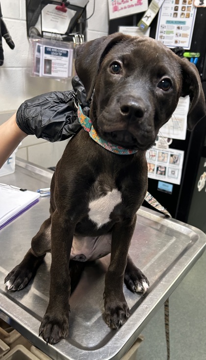 Shelter Stray Female Dog last seen Martinsburg, VA 25404, Moler Ave, Other WV, WV, 4500 West Ox Rd, Fairfax, VA 22030, USA