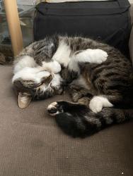 Reunited Male Cat last seen Buttermere Road, Newport, Wales NP19 7LT