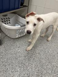 Shelter Stray Female Dog last seen Near Oak Ridge Hwy., Knox County GP, TN, 3201 Division St, Knoxville, TN 37919, USA