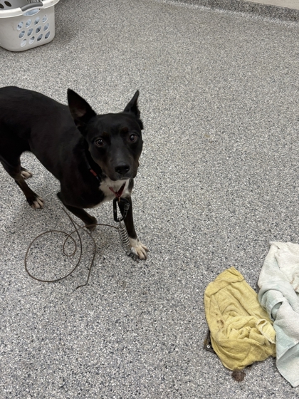 Shelter Stray Female Dog last seen Near Lancaster Dr, Knox County GP, TN, 3201 Division St, Knoxville, TN 37919, USA