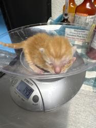 Shelter Stray Male Cat last seen Near Valley Dr, City of Knoxville ASO, TN, 3201 Division St, Knoxville, TN 37919, USA
