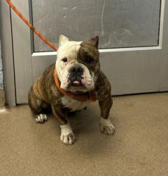 Shelter Stray Female Dog last seen Near RANDALL ROAD, 30058, GA, 3280 Chamblee Dunwoody Rd, Chamblee, GA 30341, USA