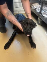 Shelter Stray Male Dog last seen Near Newgate Drive, Decatur, GA, 30035, 30035, GA, 3280 Chamblee Dunwoody Rd, Chamblee, GA 30341, USA