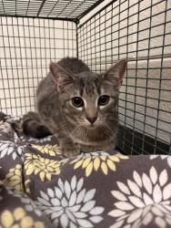 Shelter Stray Female Cat last seen Near Parkside Dr, Knox County GP, TN, 3201 Division St, Knoxville, TN 37919, USA