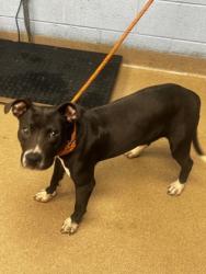 Shelter Stray Male Dog last seen Near Fields Dr Lithonia, 30038, 30038, GA, 3280 Chamblee Dunwoody Rd, Chamblee, GA 30341, USA