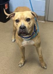 Shelter Stray Male Dog last seen Near Chamblee Dunwoody Road Atlanta, 30338, 30338, GA, 3280 Chamblee Dunwoody Rd, Chamblee, GA 30341, USA