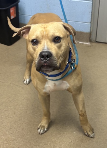 Shelter Stray Male Dog last seen Near Chamblee Dunwoody Road Atlanta, 30338, 30338, GA, 3280 Chamblee Dunwoody Rd, Chamblee, GA 30341, USA