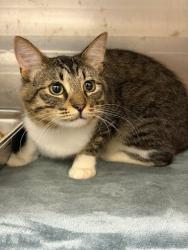 Shelter Stray Male Cat last seen Near Highland Park Ln Lithonia, GA 30038, 30038, GA, 3280 Chamblee Dunwoody Rd, Chamblee, GA 30341, USA