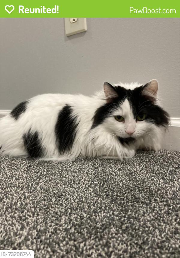 Reunited Female Cat last seen Near Killarney Pl, Fort Wayne, IN 46818, USA, Fort Wayne, IN 46818