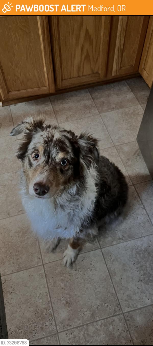 Found/Stray Male Dog last seen Rossanley road next to rogue federal water slides building, Medford, OR 97501