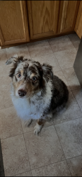 Found/Stray Male Dog last seen Rossanley road next to rogue federal water slides building, Medford, OR 97501