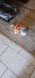 Lost Female Dog last seen Harrison Park area, Wichita, KS 67207