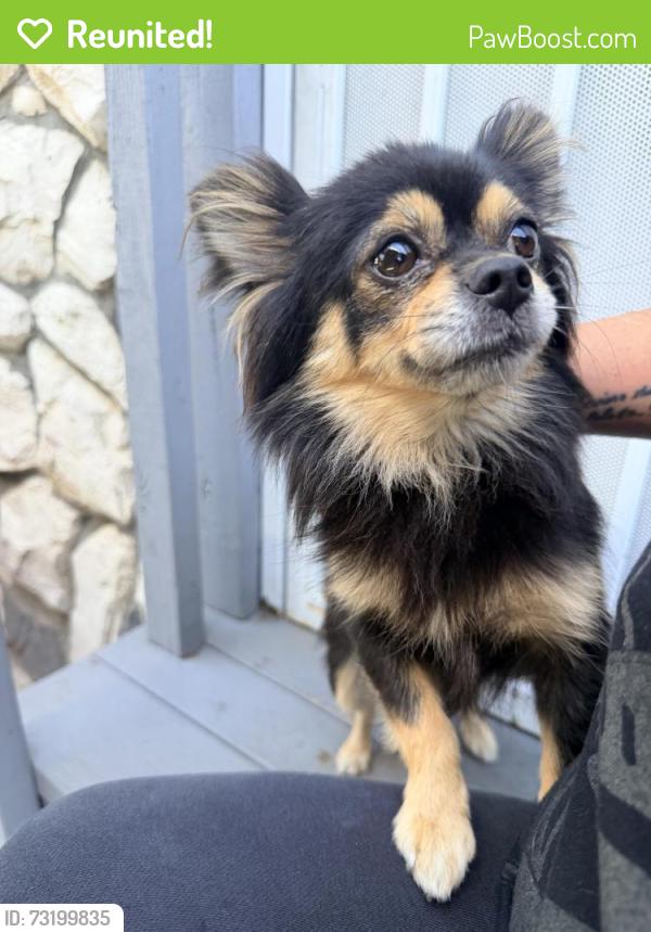 Reunited Female Dog last seen Highland school, Oakland, CA 94621