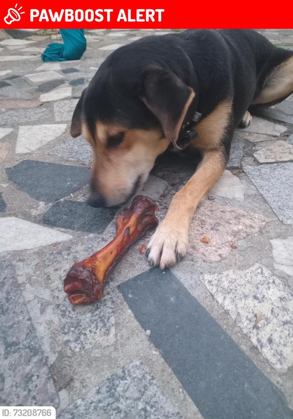 Lost Male Dog last seen Avenida Brasil perto do shopping é pra onde ele fugiu da última vez, Ricardo de Albuquerque, RJ 21665-130