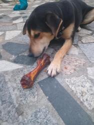 Lost Male Dog last seen Avenida Brasil perto do shopping é pra onde ele fugiu da última vez, Ricardo de Albuquerque, RJ 21665-130