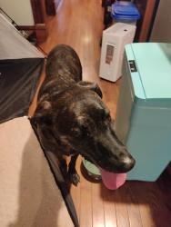 Reunited Male Dog last seen Ashby and Lackland, Overland, MO 63114