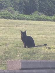 Found/Stray Unknown Cat last seen Cremazie West, Montréal, QC 
