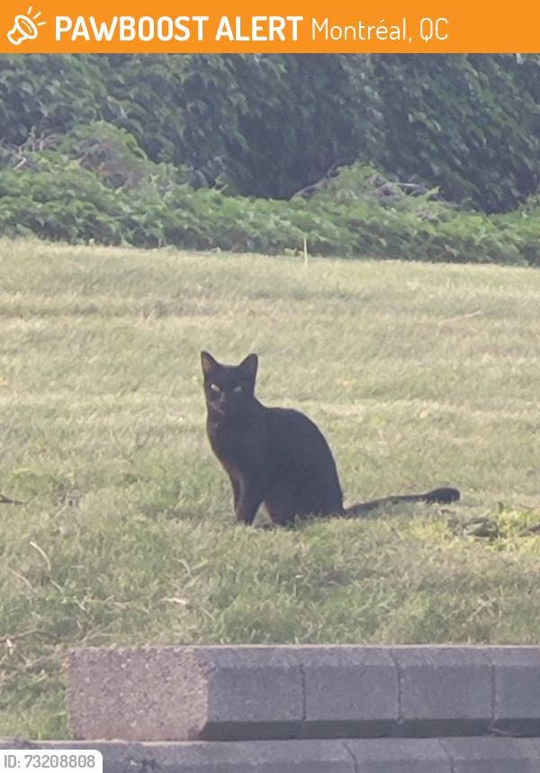 Found/Stray Unknown Cat last seen Cremazie West, Montréal, QC 