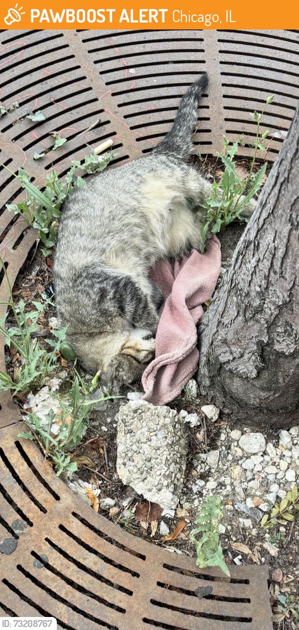 Found/Stray Unknown Cat last seen Lawrence and Western, Chicago, IL 60625