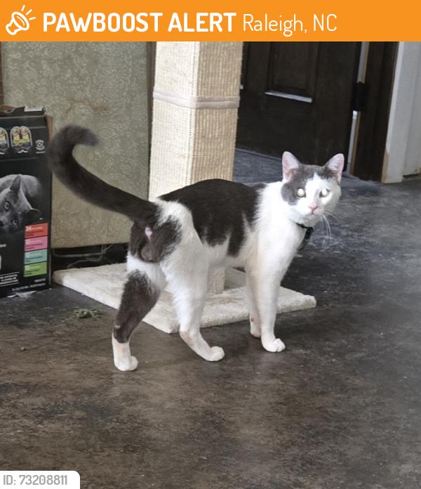 Found/Stray Male Cat last seen Brighton. And Sheffield, Raleigh, NC 27610