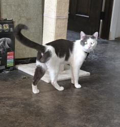 Found/Stray Male Cat last seen Brighton. And Sheffield, Raleigh, NC 27610