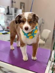 Reunited Male Dog last seen Beechgrove Road, Shepherdsville, KY 40165