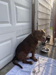 Found/Stray Male Dog last seen Sugar mill dr Duluth ga, Gwinnett County, GA 30096