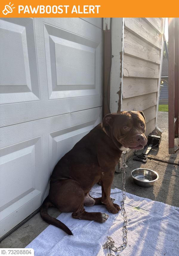 Found/Stray Male Dog last seen Sugar mill dr Duluth ga, Gwinnett County, GA 30096