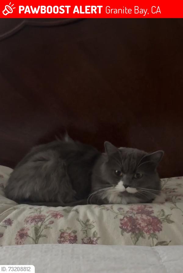 Lost Male Cat last seen Eagle View Ln Granite Bay CA, Granite Bay, CA 95746