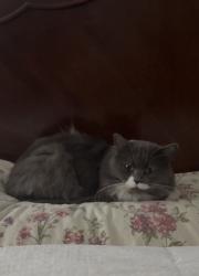 Lost Male Cat last seen Eagle View Ln Granite Bay CA, Granite Bay, CA 95746
